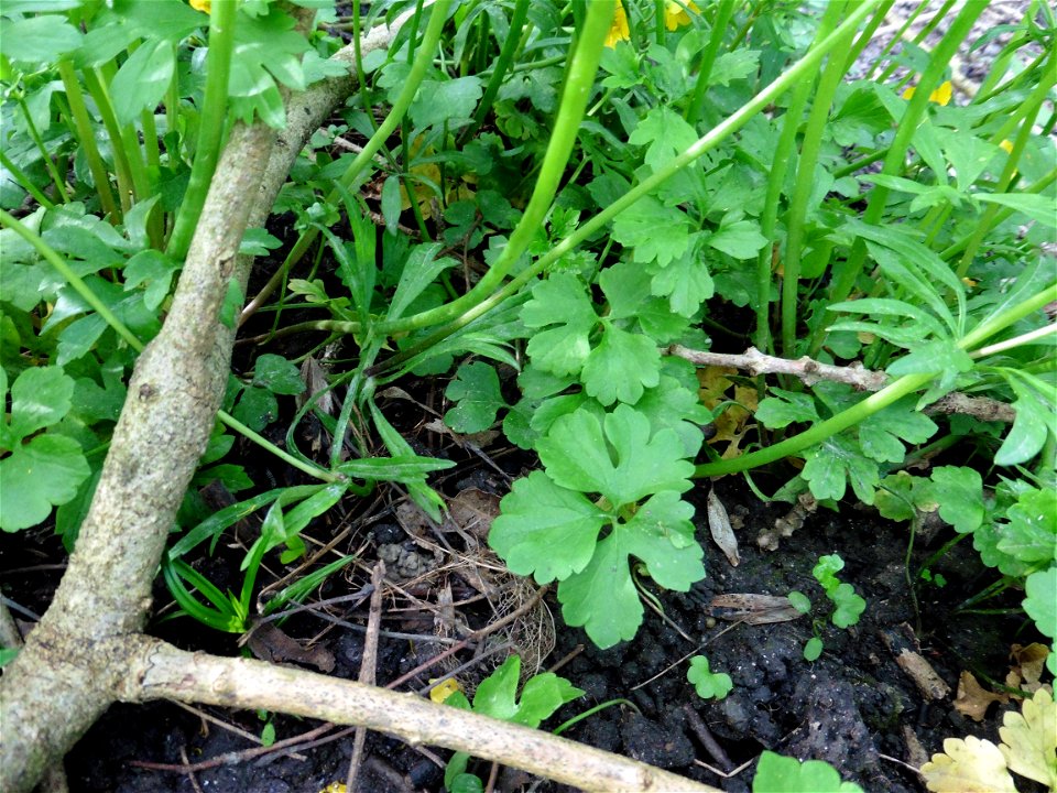 Ranunculus auricomus L., 1753