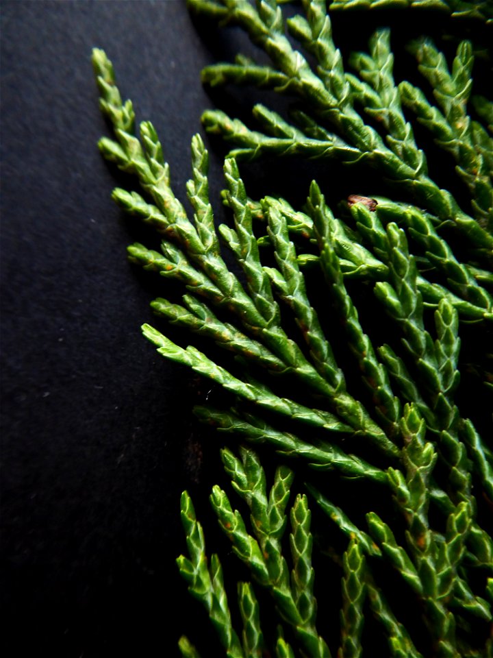 Cupressus macrocarpa Hartw., 1847