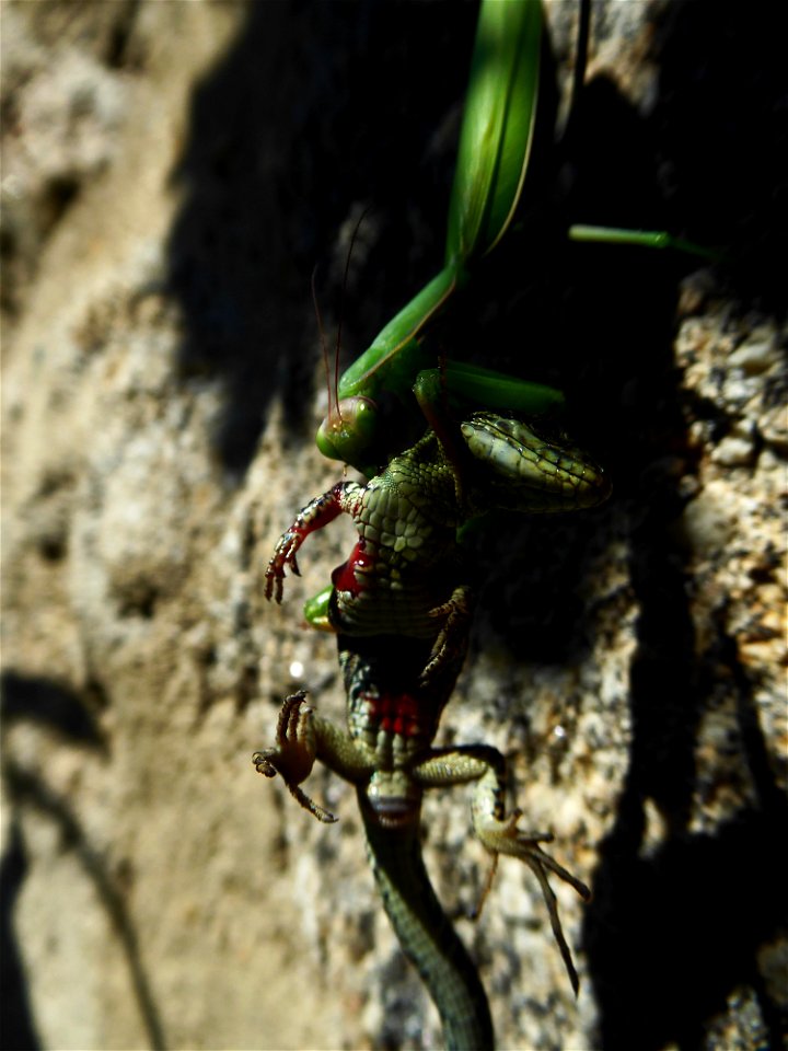 Mante religieuse et Lézard des murailles