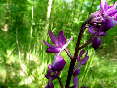 Anacamptis laxiflora (Lam.) R.M.Bateman, Pridgeon & M.W.Chase, 1997