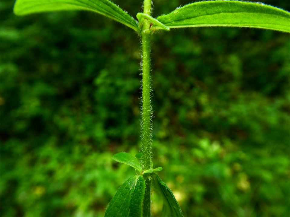 Hypericum hirsutum L., 1753