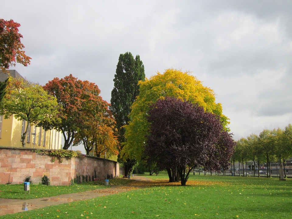 green grass field in big city park photo