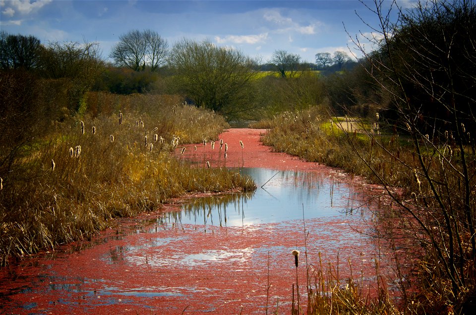 Canal Red Weed