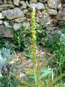 Rumex obtusifolius L., 1753