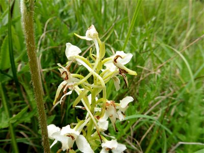 Platanthera chlorantha (Custer) Rchb., 1828