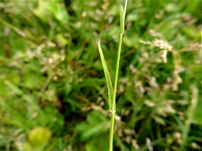 Poa annua L., 1753