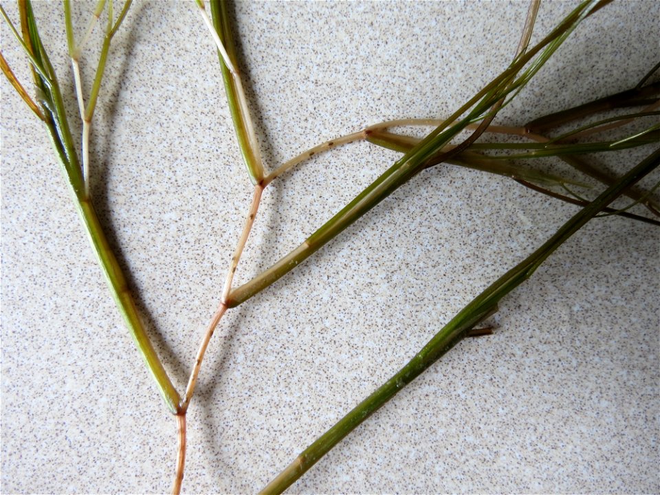Stuckenia pectinata (L.) Börner, 1912