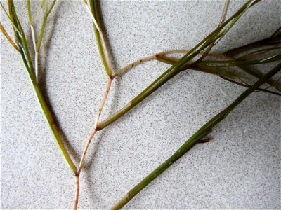 Stuckenia pectinata (L.) Börner, 1912
