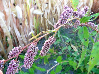 Persicaria maculosa Gray, 1821