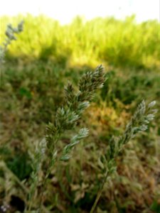 Poa bulbosa L., 1753