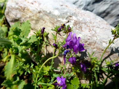 Linaria alpina (L.) Mill., 1768