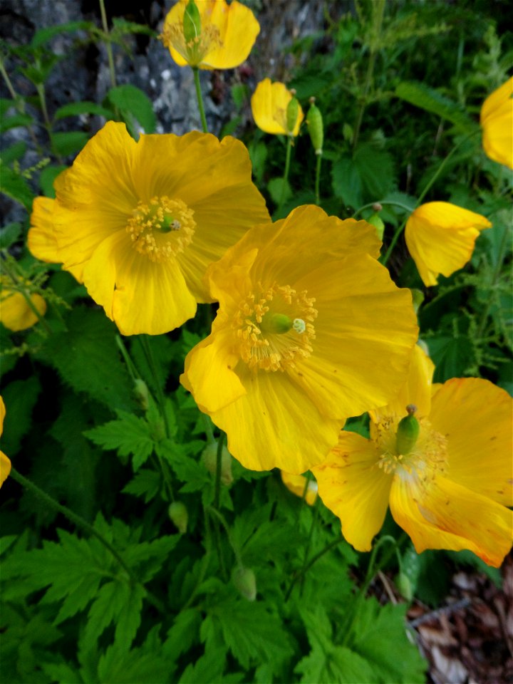 Papaver cambricum L., 1753