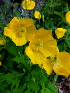Papaver cambricum L., 1753