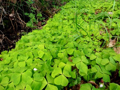 Oxalis acetosella L., 1753