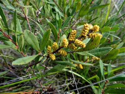 Myrica gale L., 1753