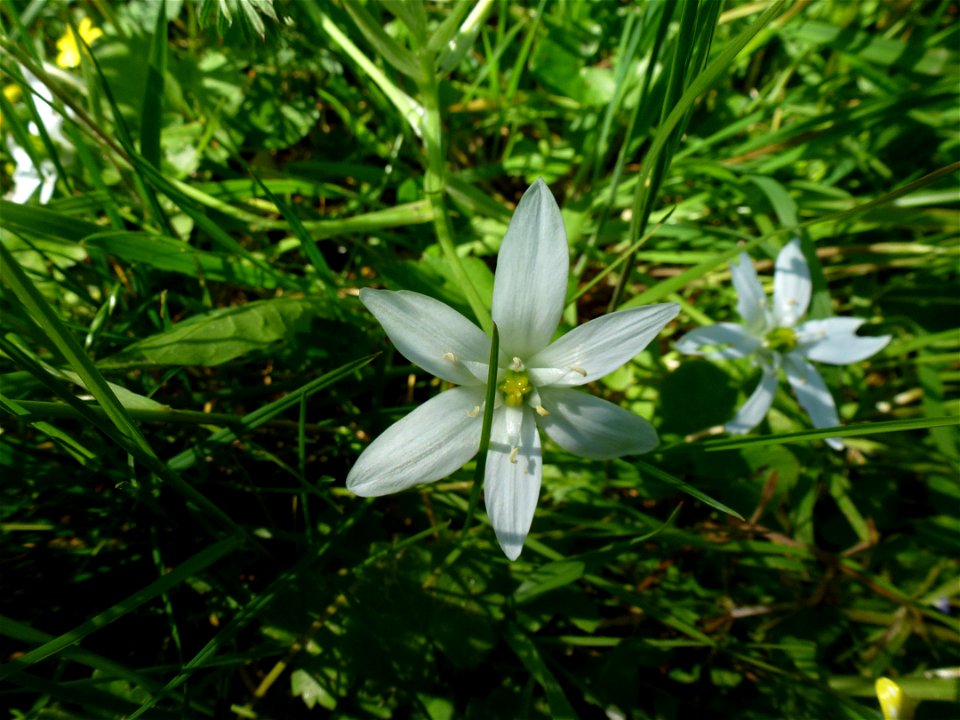 Ornithogalum umbellatum L., 1753
