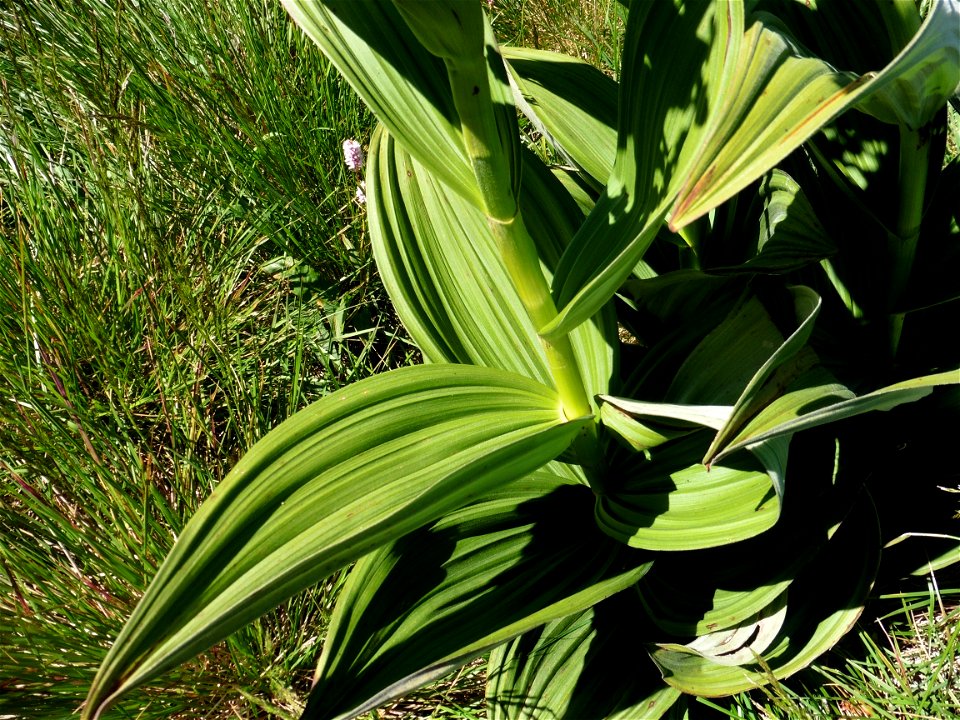 Veratrum album L., 1753