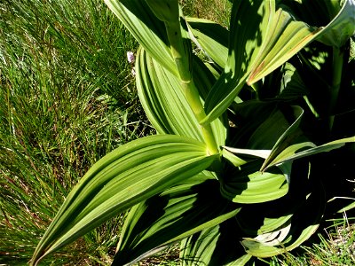 Veratrum album L., 1753