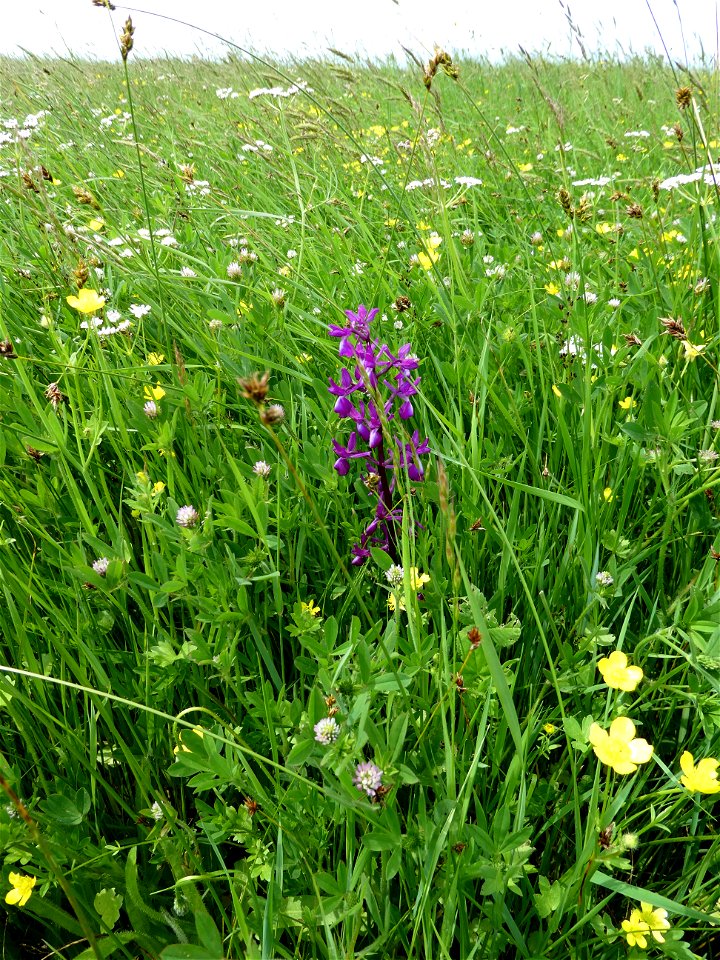 Anacamptis laxiflora (Lam.) R.M.Bateman, Pridgeon & M.W.Chase, 1997