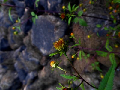 Bidens tripartita L., 1753 photo