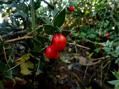Ruscus aculeatus L., 1753