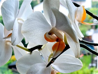 White orchid photo