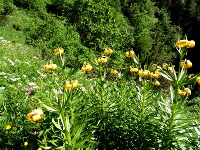Lilium pyrenaicum Gouan, 1773