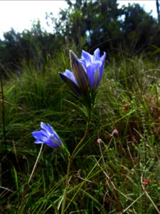 Gentiana pneumonanthe L., 1753 photo