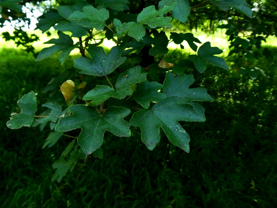 Acer campestre L., 1753