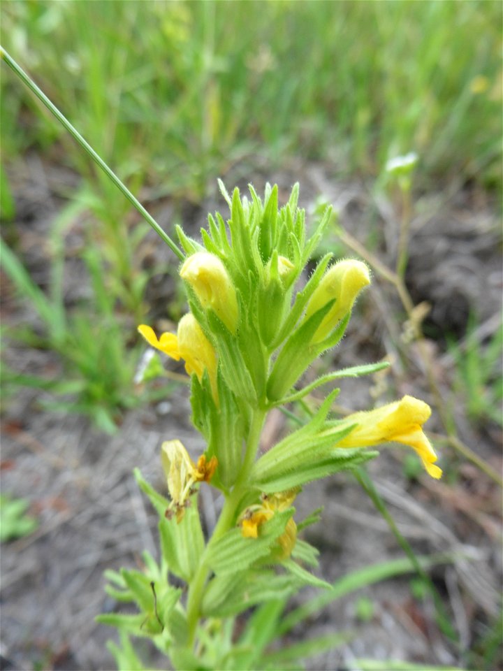 Parentucellia viscosa (L.) Caruel, 1885