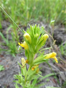 Parentucellia viscosa (L.) Caruel, 1885