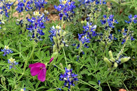 Bluebonnets