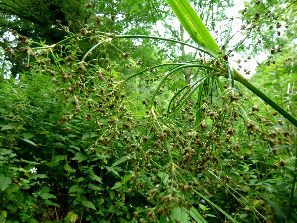 Scirpus sylvaticus L., 1753