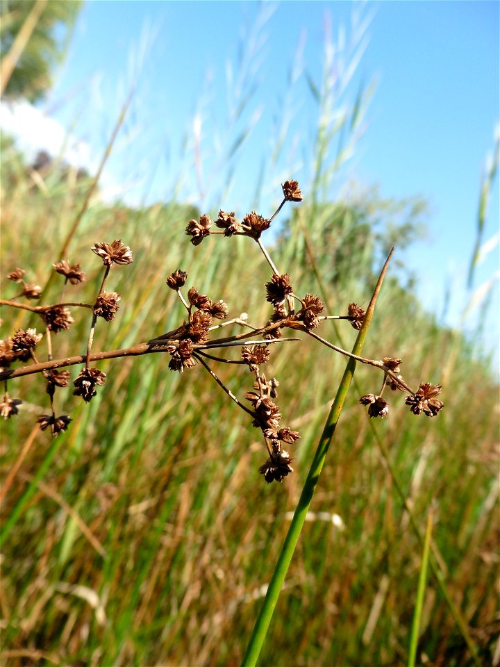 Juncus subnodulosus Schrank, 1789