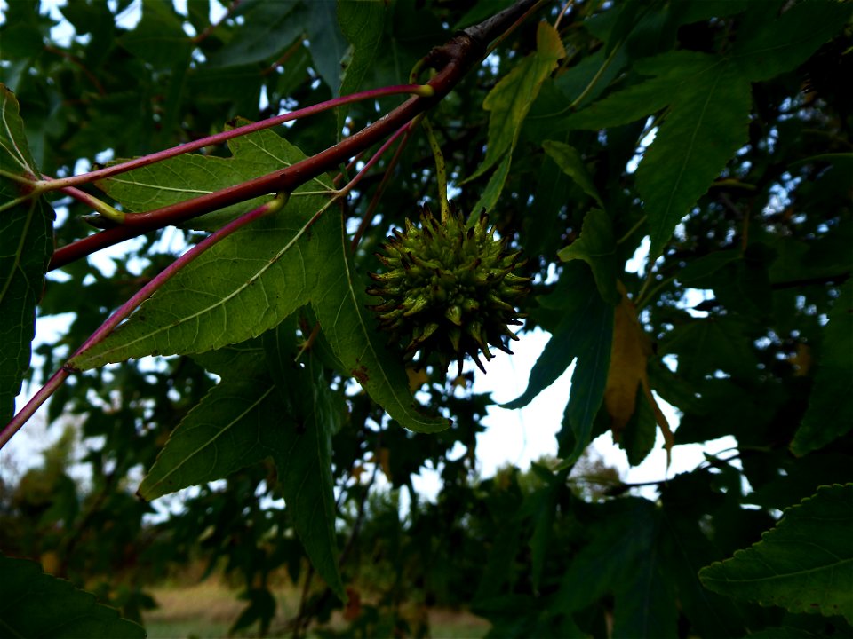 Liquidambar styraciflua L., 1753