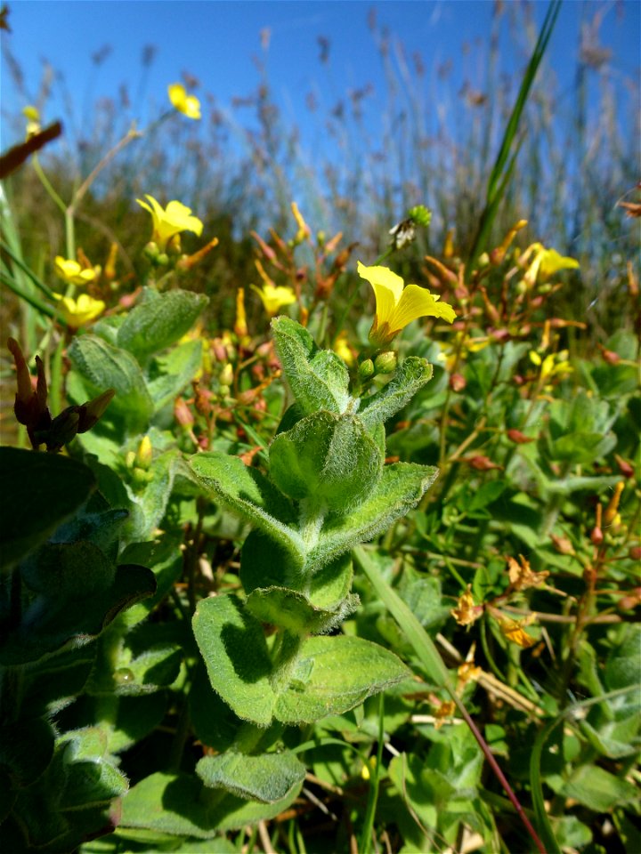Hypericum elodes L., 1759