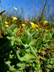 Hypericum elodes L., 1759