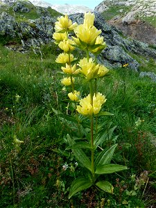 Gentiana burseri Lapeyr., 1813