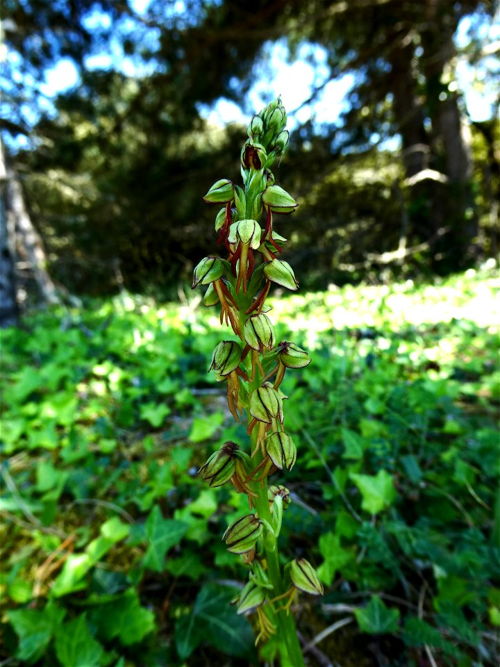 Orchis anthropophora (L.) All., 1785