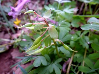 Corydalis solida (L.) Clairv., 1811