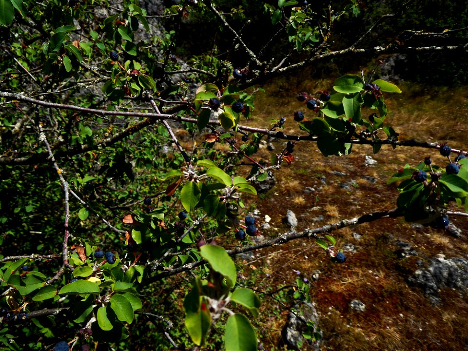 Amelanchier ovalis Medik., 1793