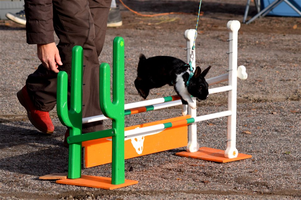 Bunnyjump