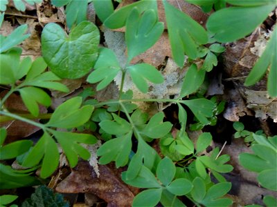 Corydalis solida (L.) Clairv., 1811