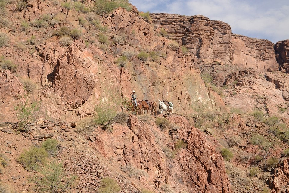 Tourists riding mules on River Trail in Grand Canyon.