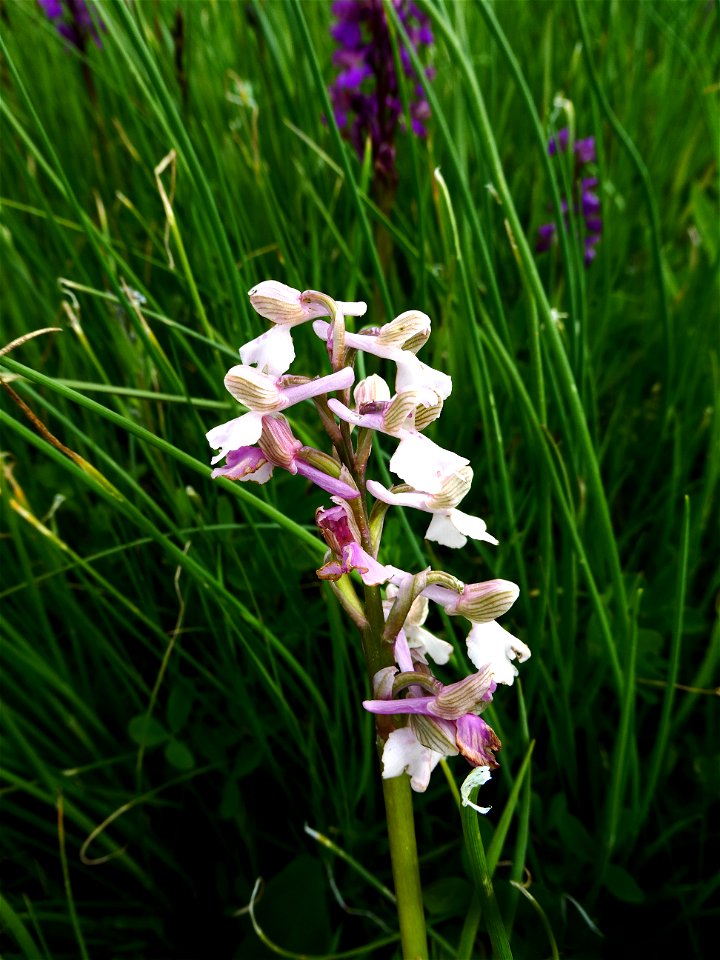 Anacamptis morio (L.) R.M.Bateman, Pridgeon & M.W.Chase, 1997