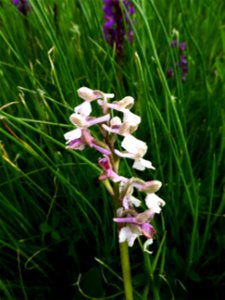 Anacamptis morio (L.) R.M.Bateman, Pridgeon & M.W.Chase, 1997