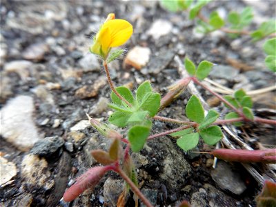 Lotus hispidus Desf. ex DC., 1805