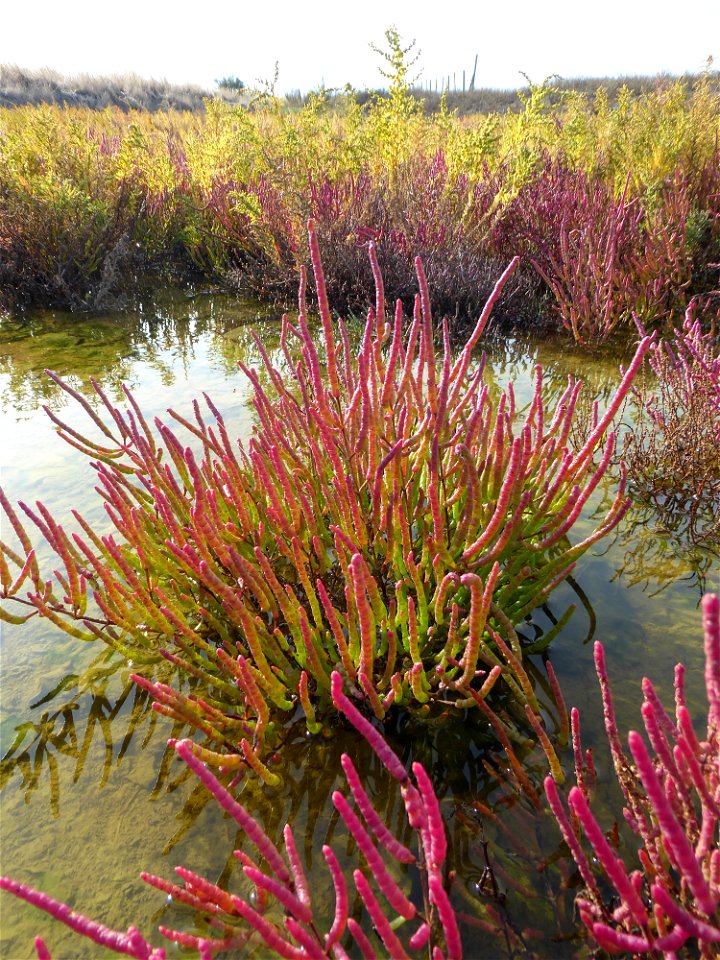 Salicornia emericii Duval-Jouve, 1868