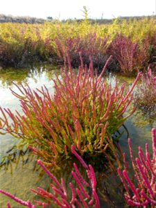 Salicornia emericii Duval-Jouve, 1868