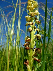 Orchis anthropophora (L.) All., 1785